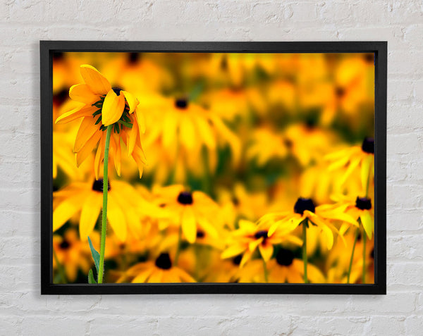 Black Eyed Susan Flowers