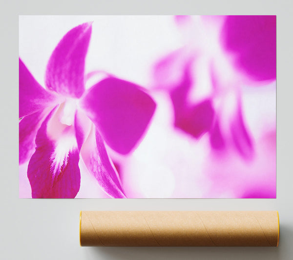 Purple Flowers On White Background