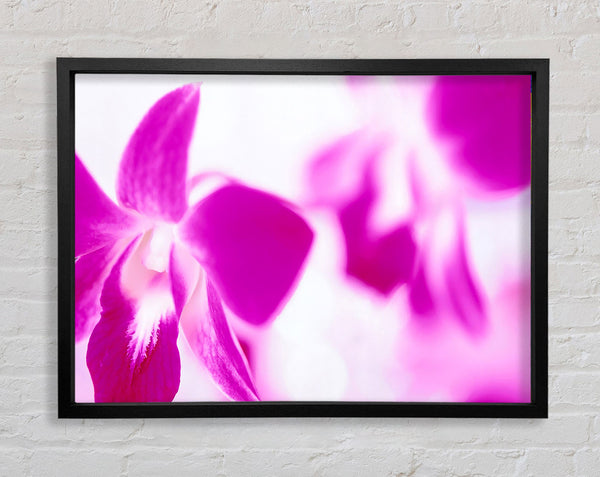 Purple Flowers On White Background