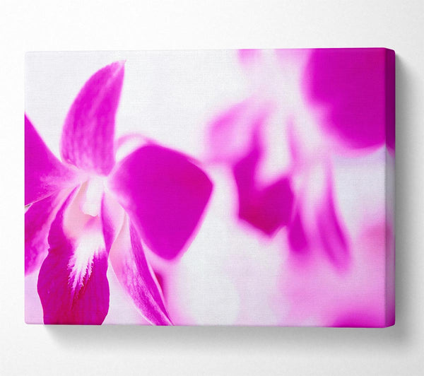 Purple Flowers On White Background