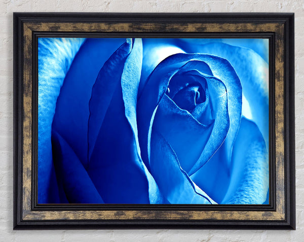 Blue Rose