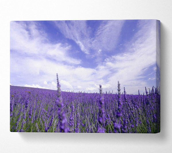 Lavender Field In The Sky