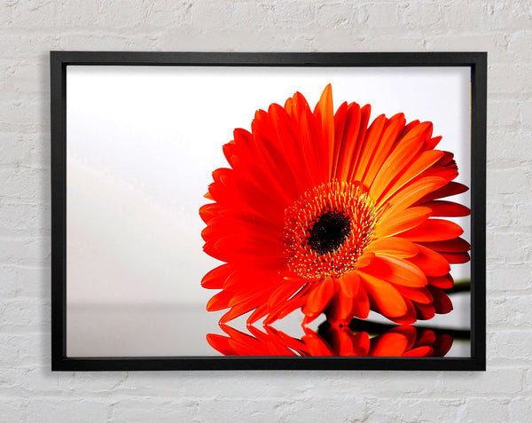 Gerbera Daisies Reflection