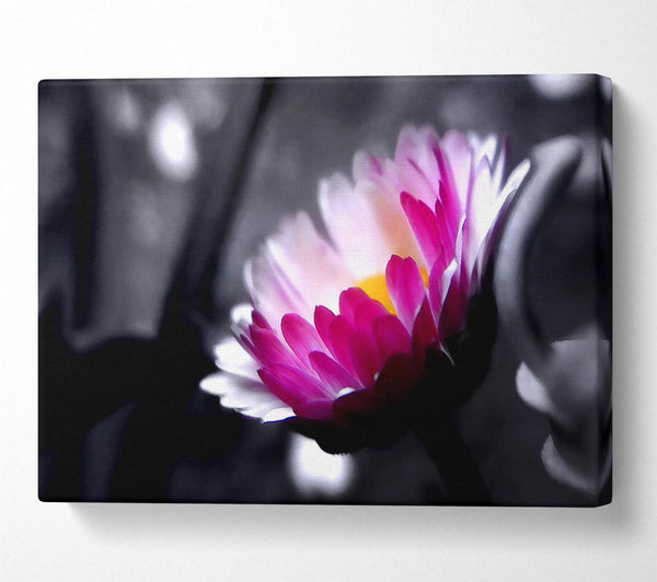 Pink Flower On Black And White Background