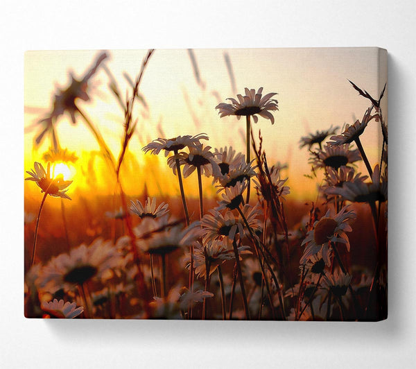 Daisies At Sunset