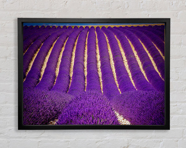 Lavender Field