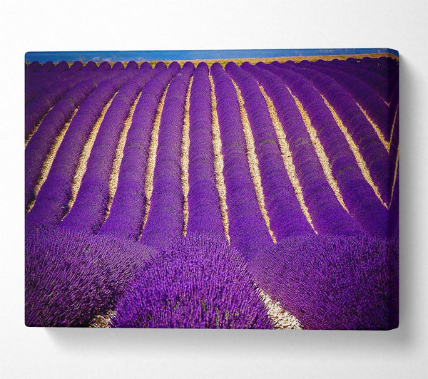 Lavender Field