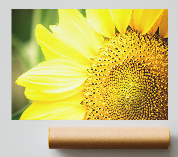 Sunflower Close-Up