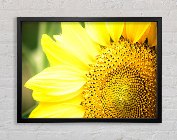 Sunflower Close-up