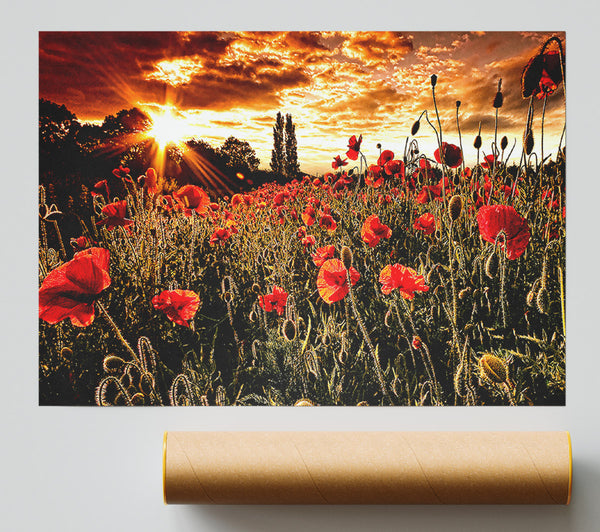 Red Poppy Field At Sunset