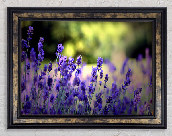 Beautiful Lavender Flowers