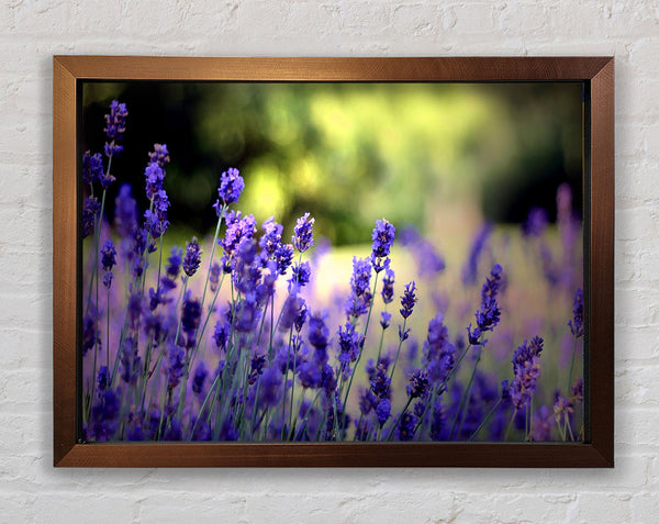 Beautiful Lavender Flowers