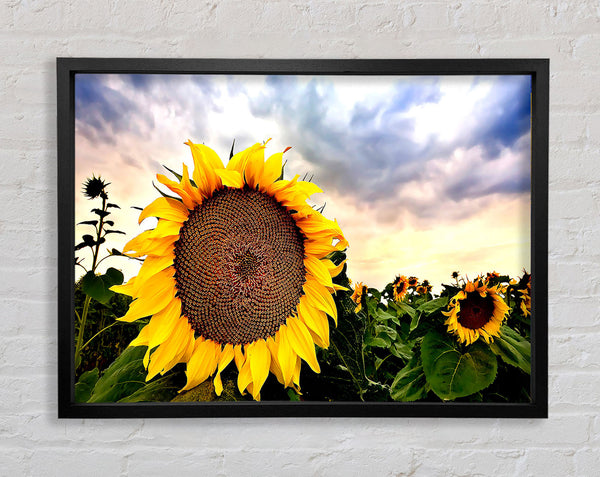 Sunflower Close Up In The Sky