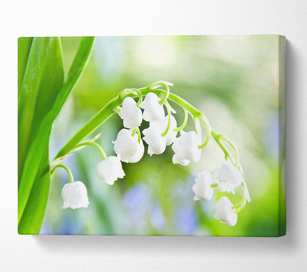 Lily Of The Valley