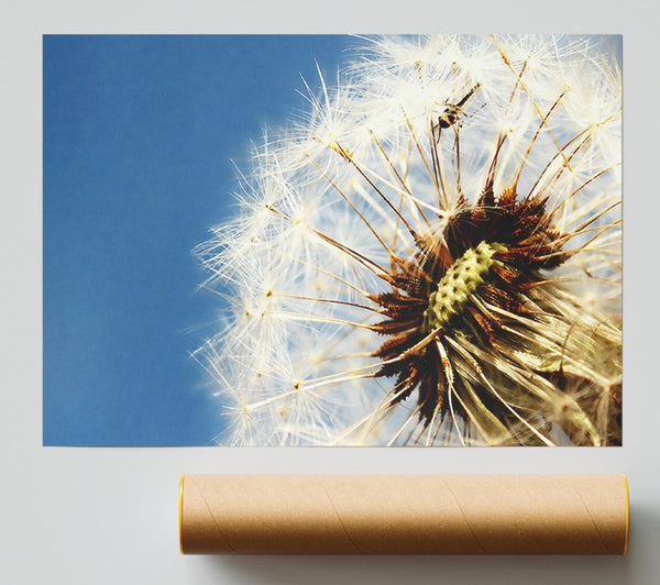 Dandelion Skies