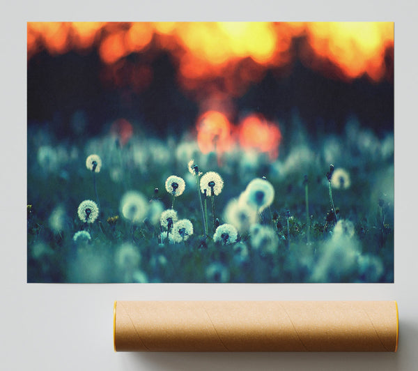 Dandelions At Sunset