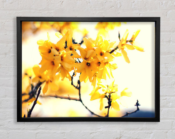 Yellow Tree Flower