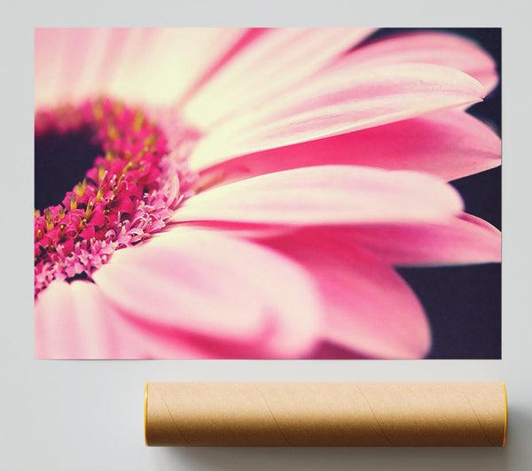 Gerbera Pink Petal Close-Up