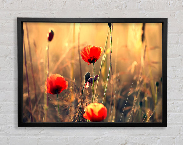 Red Poppy Sun Rays