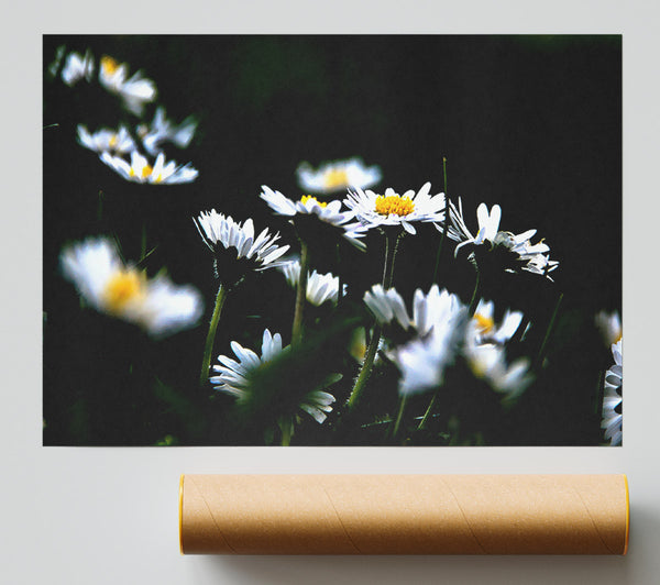 Grass And White Flowers