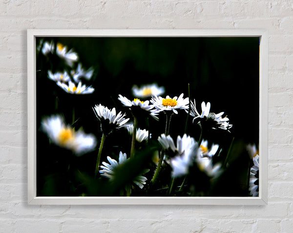 Grass And White Flowers