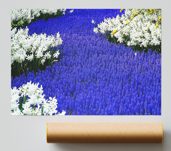 Grape Hyacinths And Daffodils