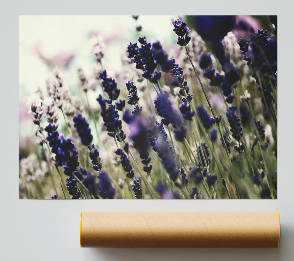 Lavender Flower Stems