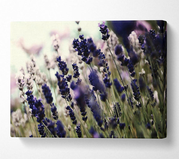 Lavender Flower Stems