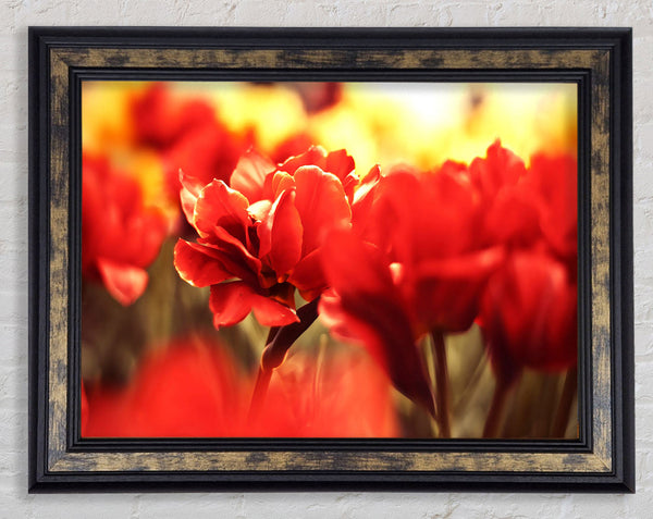 Beautiful Red Flowers