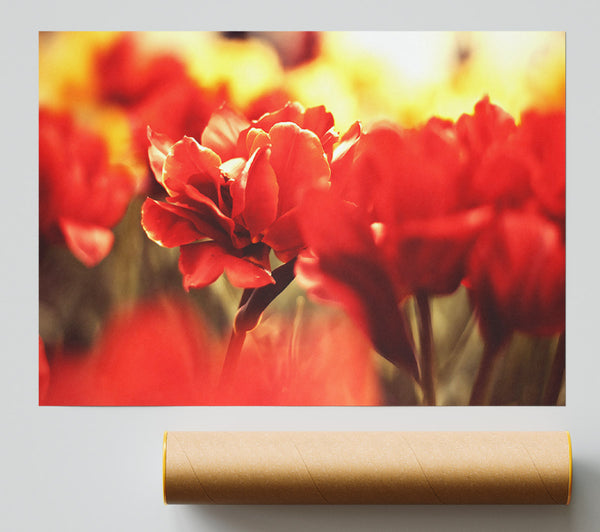 Beautiful Red Flowers