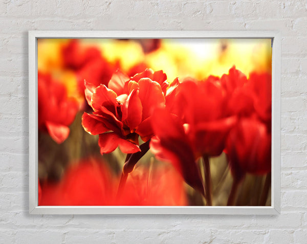 Beautiful Red Flowers