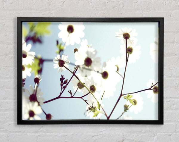 White Summer Flowers