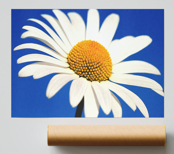 White Daisy Against A Blue Sky