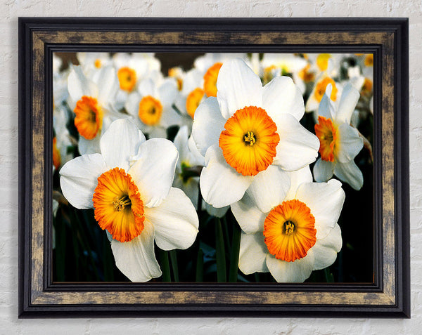 White Daffodils