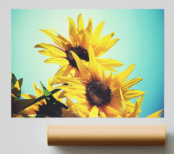 Sunflowers Against Blue Sky