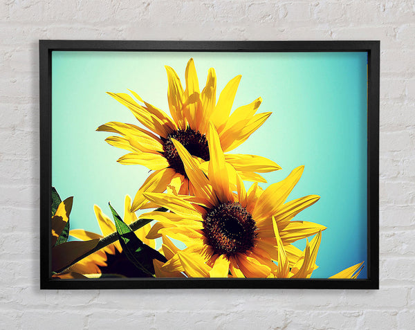 Sunflowers Against Blue Sky