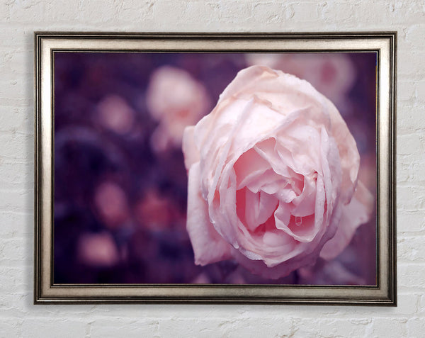 Delicate Pink Dew Rose