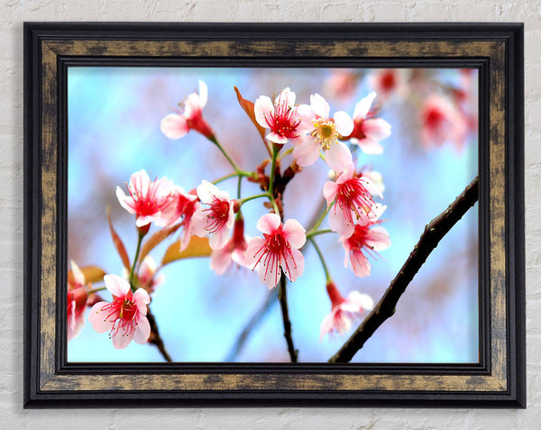 Wild Himalayan Cherry