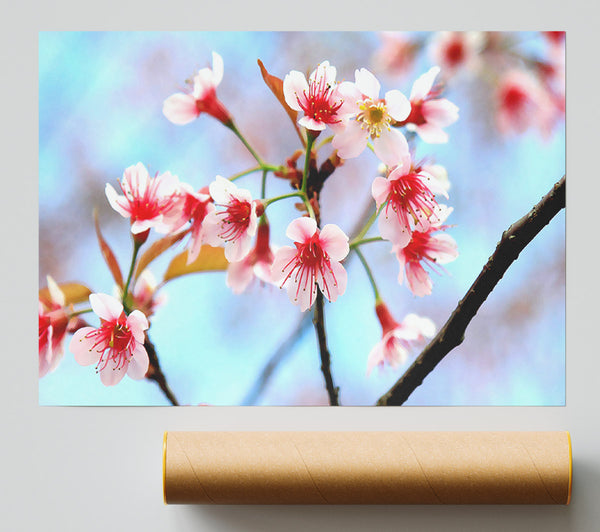 Wild Himalayan Cherry