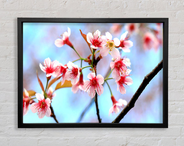 Wild Himalayan Cherry