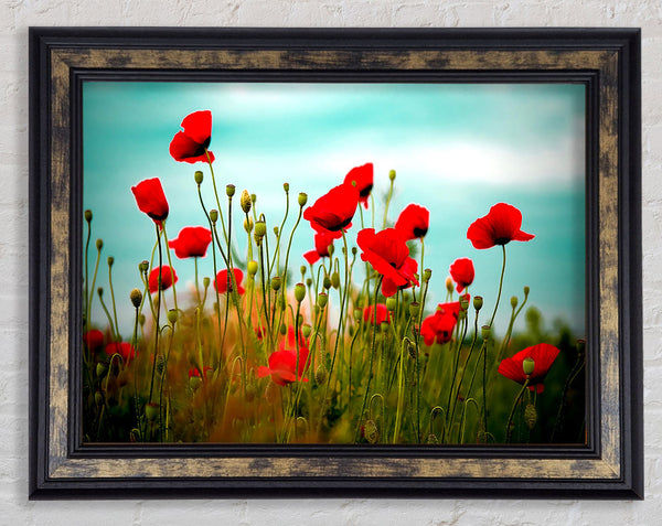 Beautiful Poppy Field Skies