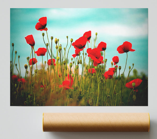 Beautiful Poppy Field Skies