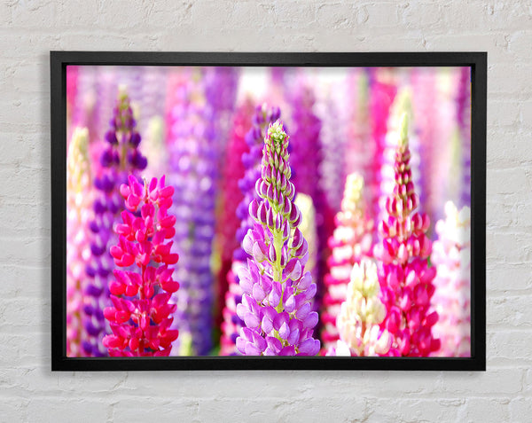 Pink And Purple Lupin Flowers