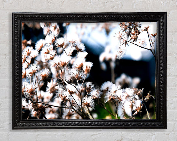 Fluffy Winter Bloom