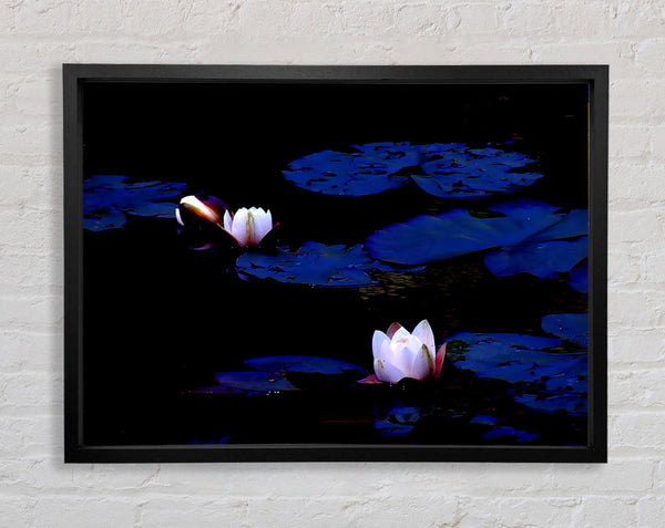 Pink Water Lily On Blue