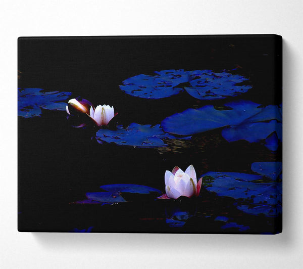 Pink Water Lily On Blue