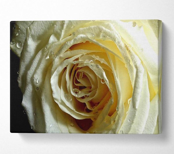 White Rose On Black Velvet