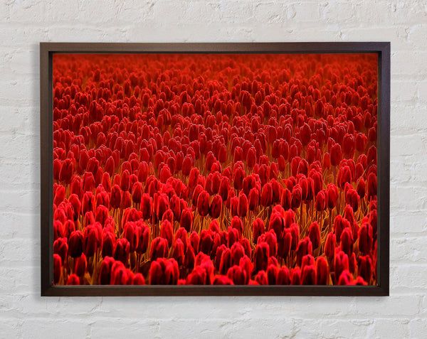 Field Of Scarlet Tulips