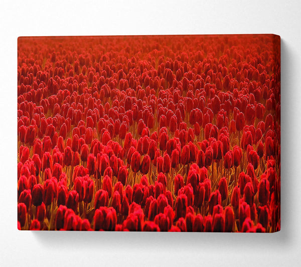 Field Of Scarlet Tulips