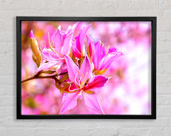 Stunning Deep Pink Flowers